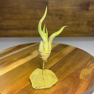 Citrine Air Plant Holder